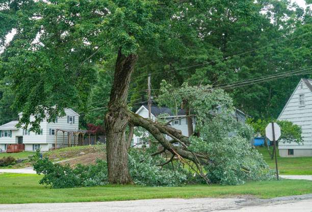 How Our Tree Care Process Works  in  Stratford, OK