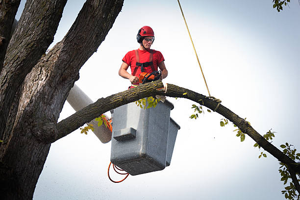 Best Tree Mulching  in Stratford, OK